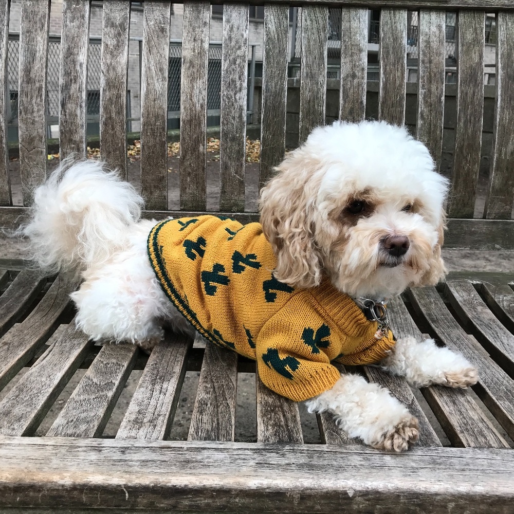 RETRO CACTUS DOG SWEATER